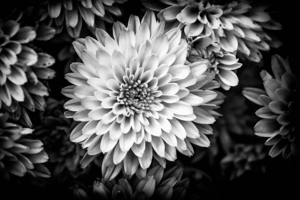 istock Closeup of natural pink chrysanthemum 1069158894