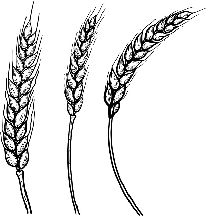 Set of hand drawn illustrations of wheat spikelets. Design element for poster, label, card, emblem, banner. Vector image