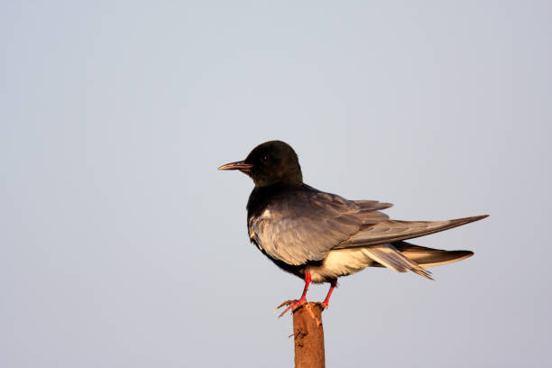 木製の棒の単一のハジロクロハラアジサシ黒い鳥 - chlidonias ストックフォトと画像