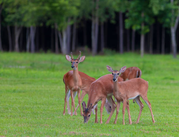 istock Whitetail deer herd grazing in Hoke County North Carolina 1069160894