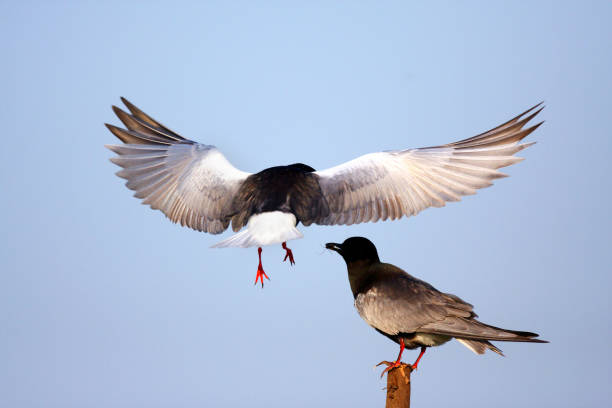 couple d’oiseaux guifette leucoptère de noir alimentation - chlidonias photos et images de collection