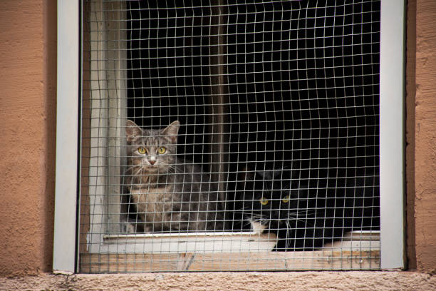 Cat looking outside from inside the house