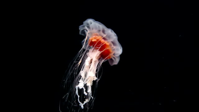 Closeup of Atlantic sea nettle (Chrysaora quinquecirrha) Jellyfish slow moving underwater on pure black background