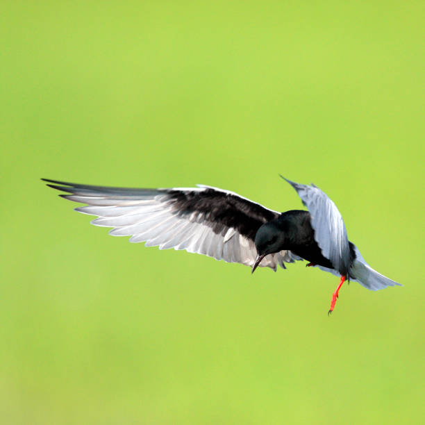 seul oiseau guifette leucoptère de noir en vol - chlidonias photos et images de collection