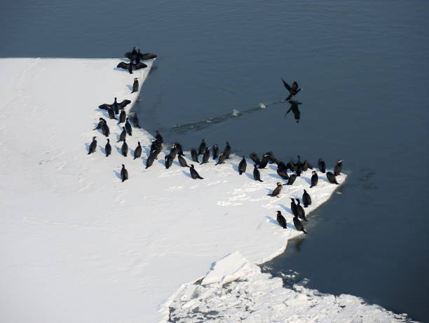 istock Cormorants on the snow by the river 1069164434