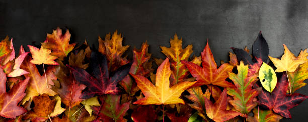 istock AUTUMN BACKGROUNDS, FRAME OR BORDER OF COLORFUL FALL LEAVES. HIGH ANGLE VIEW AGAINST DARK BACKGROUND. 1069164638
