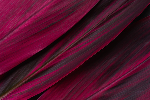 Red leaf Cordyline fruticosa background and space for text