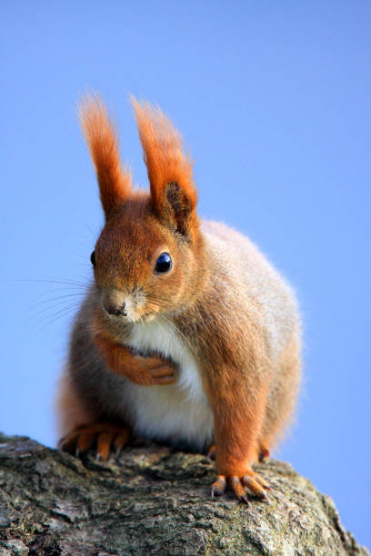 Single Red Squirrel on a tree branch Single Red Squirrel on a tree branch over Biebrza river wetlands in Poland during a spring period hiding eurasian red squirrel (sciurus vulgaris) stock pictures, royalty-free photos & images