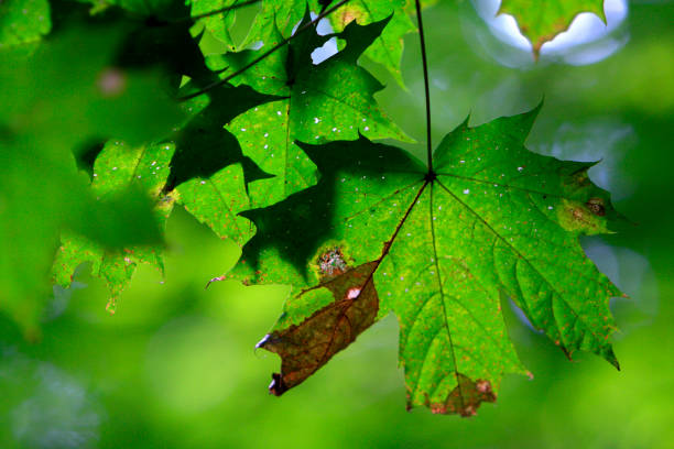 Branch of Norway maple tree with spotted leaves afflicted by a disease in a  forest in summer season