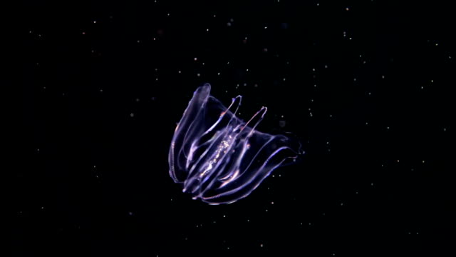 Warty comb jelly (Mnemiopsis leidyi or Sea walnut) slow moving underwater on black background.