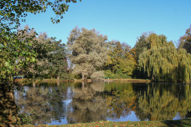 istock trees reflected in a lake in the Georgengarten in Hannover, Germany 1069167284