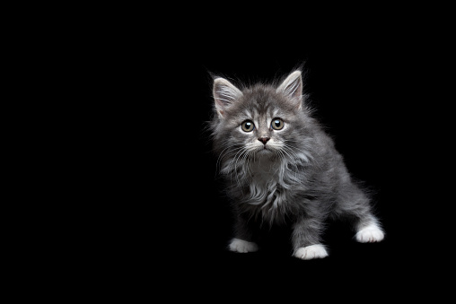 blue tabby maine coon kitten studio shot on black background gray