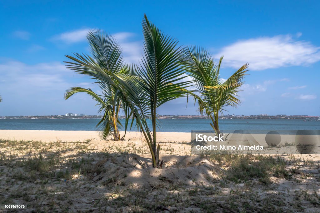 View of palm trees on beach, on the island of Mussulo, Luanda, Angola View of palm trees on beach, on the island of Mussulo, Luanda, Angola... Angola Stock Photo