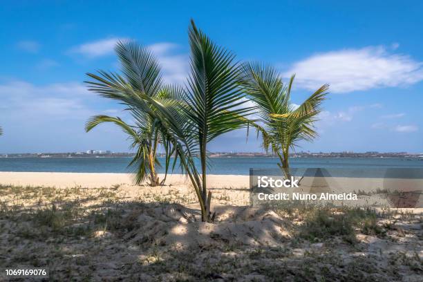 View Of Palm Trees On Beach On The Island Of Mussulo Luanda Angola Stock Photo - Download Image Now