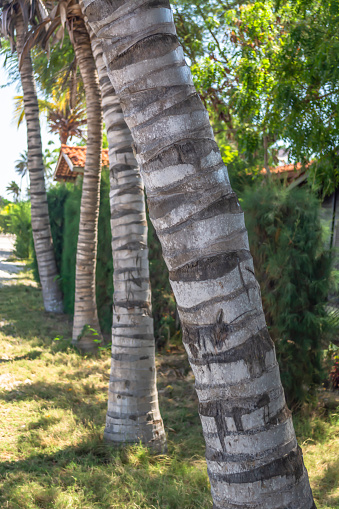 Detailed view of palm trees trunks in perspective, on the island of Mussulo, Luanda, Angola...