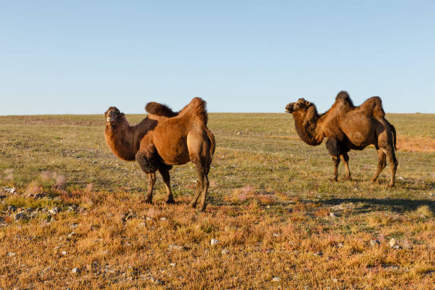 istock Two two-humped camels in the steppes of Mongolia 1069169950