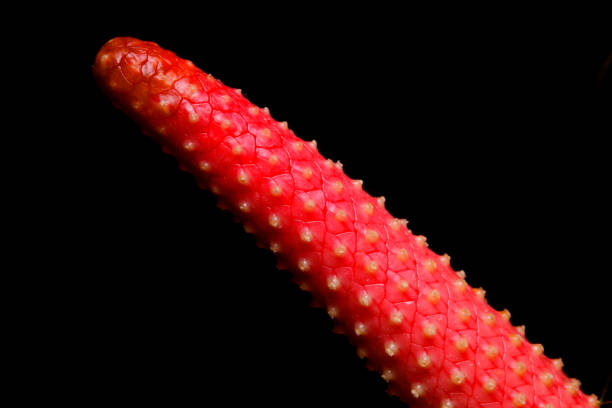 Closeup shot of red Blooming Anthurium Flamingo Flower Boy Flower