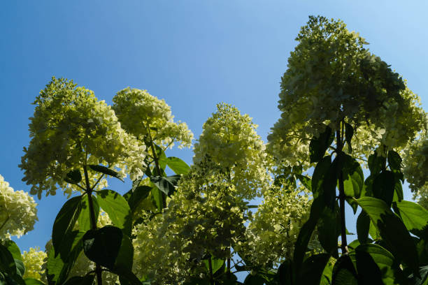 hydrangea arborescens grandiflora, strauch schneeball-visé-visé - hydrangea gardening blue ornamental garden photos et images de collection