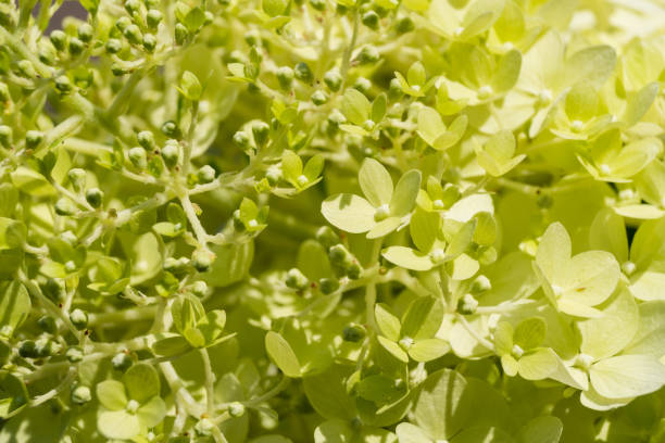 hydrangea arborescens grandiflora, strauch schneeball-visé-visé - hydrangea gardening blue ornamental garden photos et images de collection