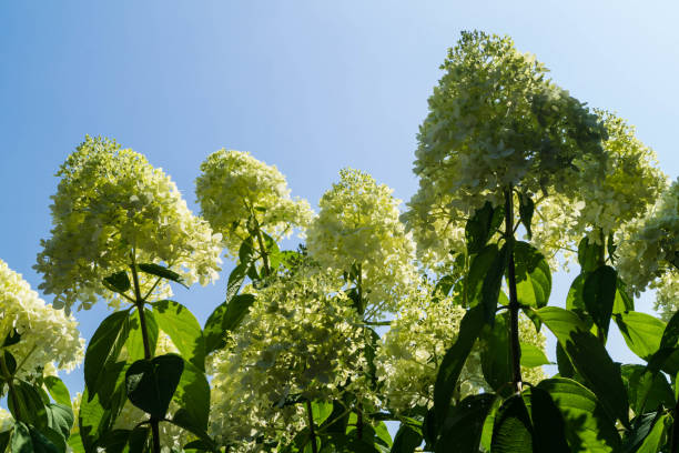 ortensia arborescens grandiflora palla di neve-hortensie arbusto-hortensie - hydrangea gardening blue ornamental garden foto e immagini stock