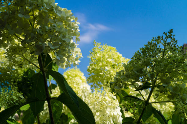 ortensia arborescens grandiflora palla di neve-hortensie arbusto-hortensie - hydrangea gardening blue ornamental garden foto e immagini stock