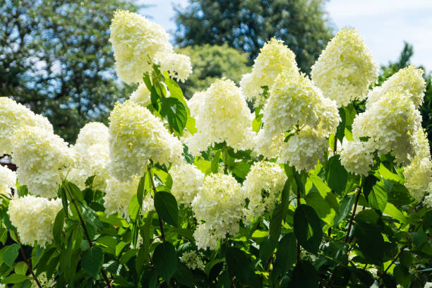 ortensia arborescens grandiflora palla di neve-hortensie arbusto-hortensie - hydrangea gardening blue ornamental garden foto e immagini stock