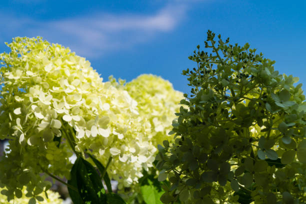 hydrangea arborescens grandiflora, strauch schneeball-visé-visé - hydrangea gardening blue ornamental garden photos et images de collection