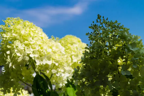 The lush snowball hydrangea is a popular shrub for the ornamental garden