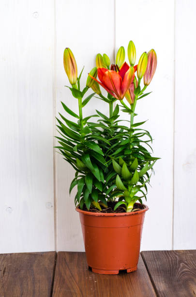 istock Growing of lilies in containers 1069175140
