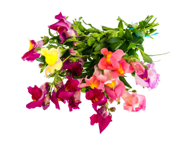 istock Medicinal plant Antirrhinum, isolated on white background 1069176222