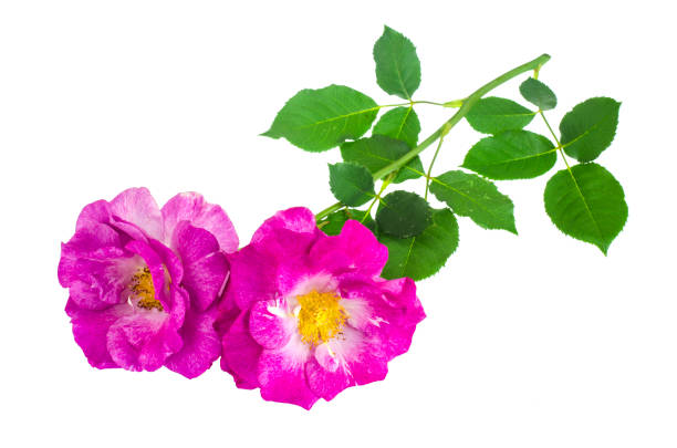 istock Branch of blossoming garden rose on white background 1069177518