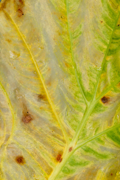 istock Abstract background of wet green and yellow leaf 1069178840