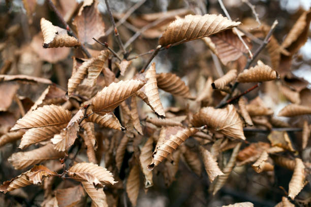 istock Autumn Fall Dry Leaves Seasonal Flora Concept 1069180116