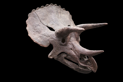 Skull of a Triceratops, on a black background.