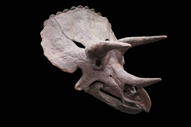 Skull of a Triceratops stock photo