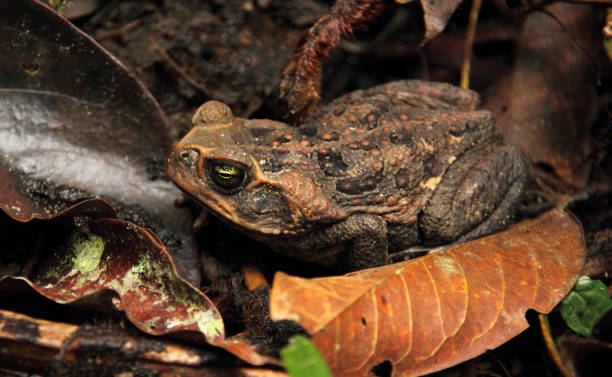 o maior sapo no mundo cana-de-sapo rhinella marina, também conhecido como o gigante sapo-neotropical- - cane toad toad wildlife nature - fotografias e filmes do acervo