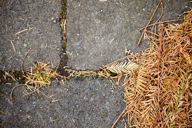 istock Autumn Fall Dry Leaves Seasonal Flora Concept 1069182000
