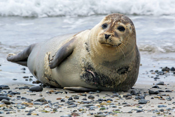 istock Common Seal on the beach of Dune - Helgoland - Germany 1069186040