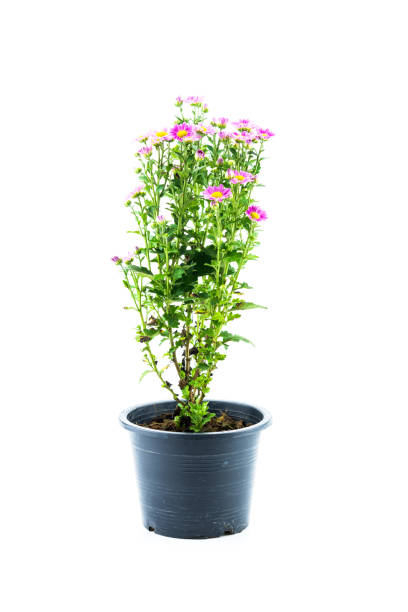 istock Pink flowers on tree in black flowerpot 1069186200