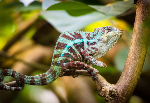 istock Panther Chameleon (Furcifer pardalis) in the rain forest 1069186384