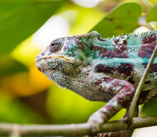 istock Panther Chameleon (Furcifer pardalis) in the rain forest 1069186416