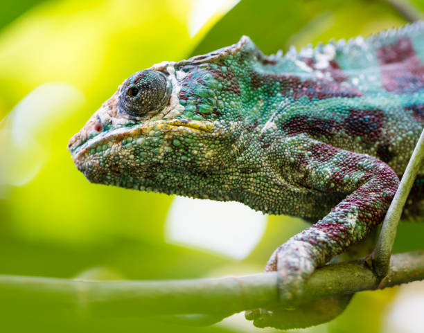 istock Panther Chameleon (Furcifer pardalis) in the rain forest 1069186508