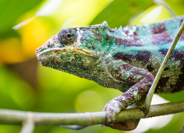istock Panther Chameleon (Furcifer pardalis) in the rain forest 1069186516