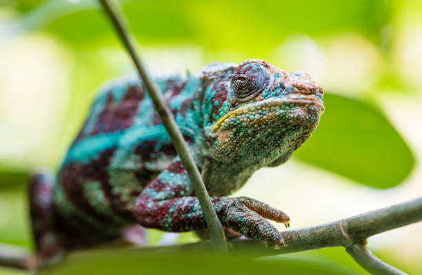 istock Panther Chameleon (Furcifer pardalis) in the rain forest 1069186534