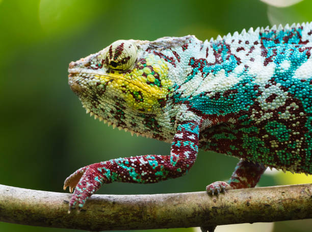 istock Panther Chameleon (Furcifer pardalis) in the rain forest 1069186634