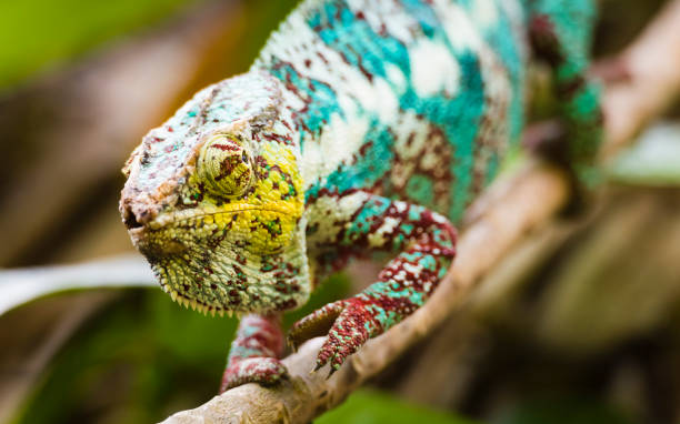 istock Panther Chameleon (Furcifer pardalis) in the rain forest 1069186656