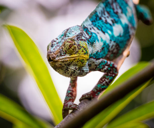 istock Panther Chameleon (Furcifer pardalis) in the rain forest 1069186668
