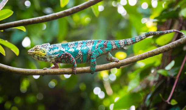 熱帯雨林のパンサー カメレオン (furcifer ポスター発表の部) - chameleon africa rainforest leaf ストックフォトと画像