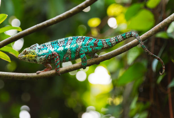 istock Panther Chameleon (Furcifer pardalis) in the rain forest 1069186768