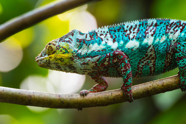 istock Panther Chameleon (Furcifer pardalis) in the rain forest 1069186770